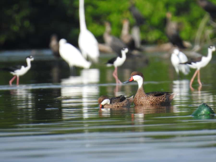 Cartagena: Sail in the mangroves of Cartagena - Wildlife you can actually spot: flamingos, pelicans, herons, and crabs