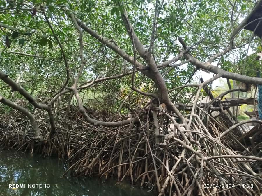 Cartagena: Sail in the mangroves of Cartagena - Price and logistics: is $23 worth it, and what you might add?