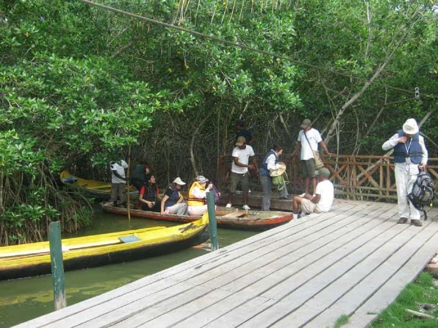 Cartagena: Sail in the mangroves of Cartagena - Should you book this Cartagena mangrove sail?