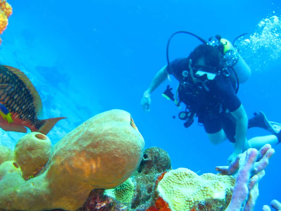 Cartagena: Scuba Diving Day Trip at Playa Blanca with Lunch - Practical tips to make the day smoother