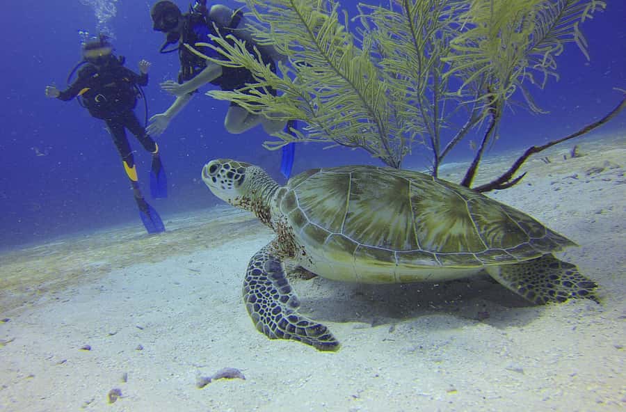 Cartagena: Scuba Diving Day Trip at Playa Blanca with Lunch - From Bocagrande to Barú Island: the ride that sets the tone