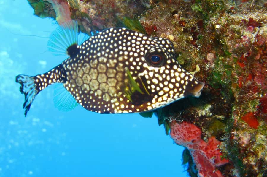 Cartagena: Scuba Diving Day Trip at Playa Blanca with Lunch - Barú lunch at midday: simple, filling, and included for a reason