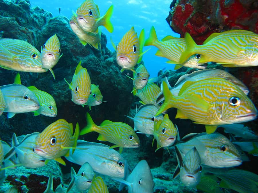 Cartagena: Scuba Diving Day Trip at Playa Blanca with Lunch - Getting back to Cartagena by 4:30: plan for rush-hour reality