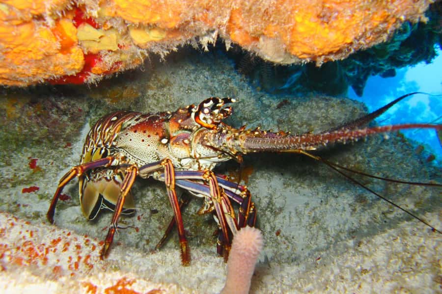 Cartagena: Scuba Diving Day Trip at Playa Blanca with Lunch - Who this is best for, and who might want a different plan