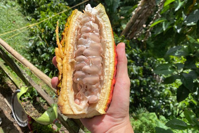 Chocolate tour near Medellin - Chocolate tour near Medellín that feels like you join the process