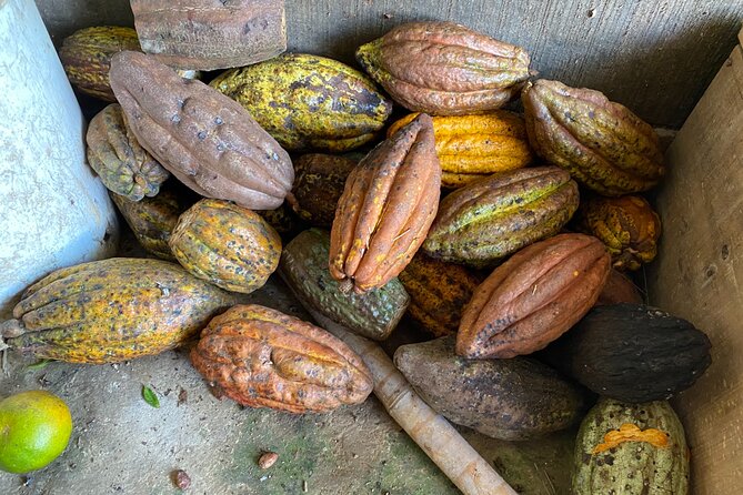Chocolate tour near Medellin - Copacabana family farm: from pods to your own chocolate