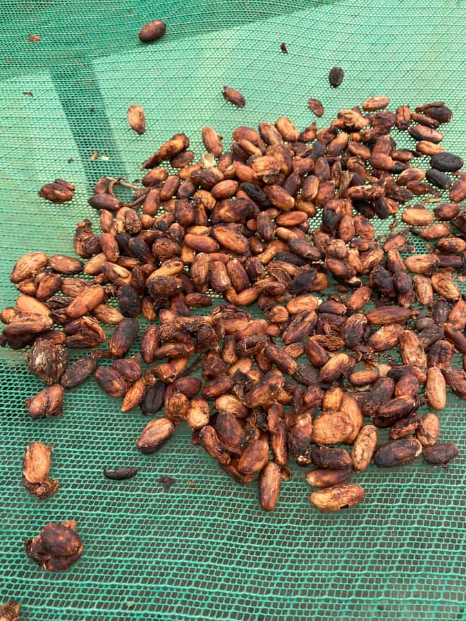 Chocolate tour near the Medellín - Key highlights to look for