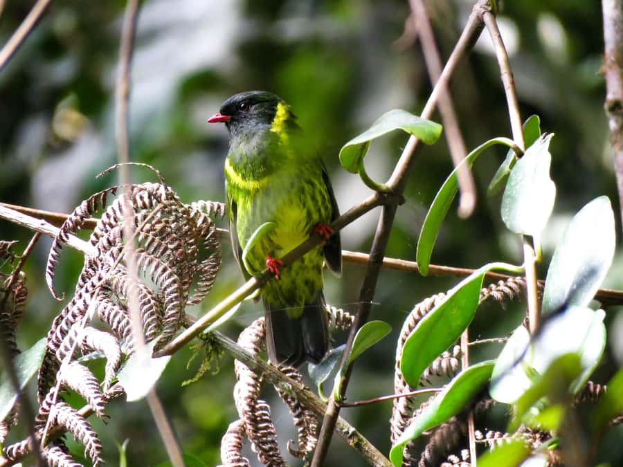 Cocora Valley: Route of the Hummingbirds + breakfast & lunch - Birdwatching bootcamp in Salento, before the hummingbirds