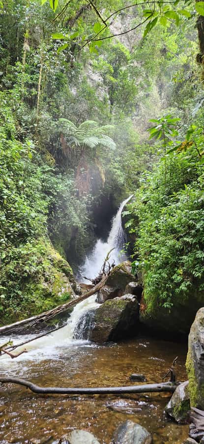 Cocora Valley: Route of the Hummingbirds + breakfast & lunch - The bridge-hopping 7 km river hike, why it feels like Indiana Jones