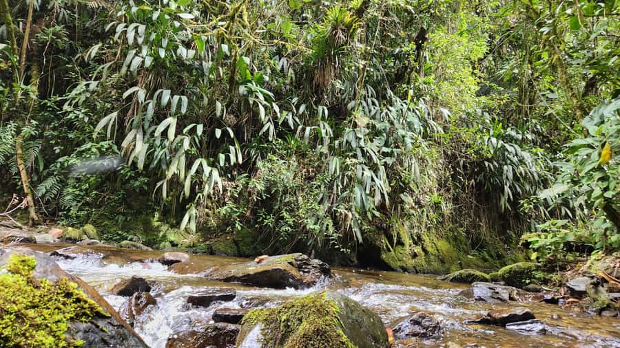 Cocora Valley: Route of the Hummingbirds + breakfast & lunch - Price and value: what $129 includes (and what you are paying for)