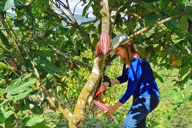 Coffee & Chocolate Private Tour in Medellin: Genuine Experience - Why This Coffee and Chocolate Day Feels More Like Local Life