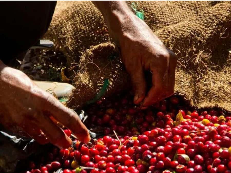 Coffee, Cocoa and Trekking Tour in Minca: Nature, Crops and Production - Pace and fitness: who this tour suits best