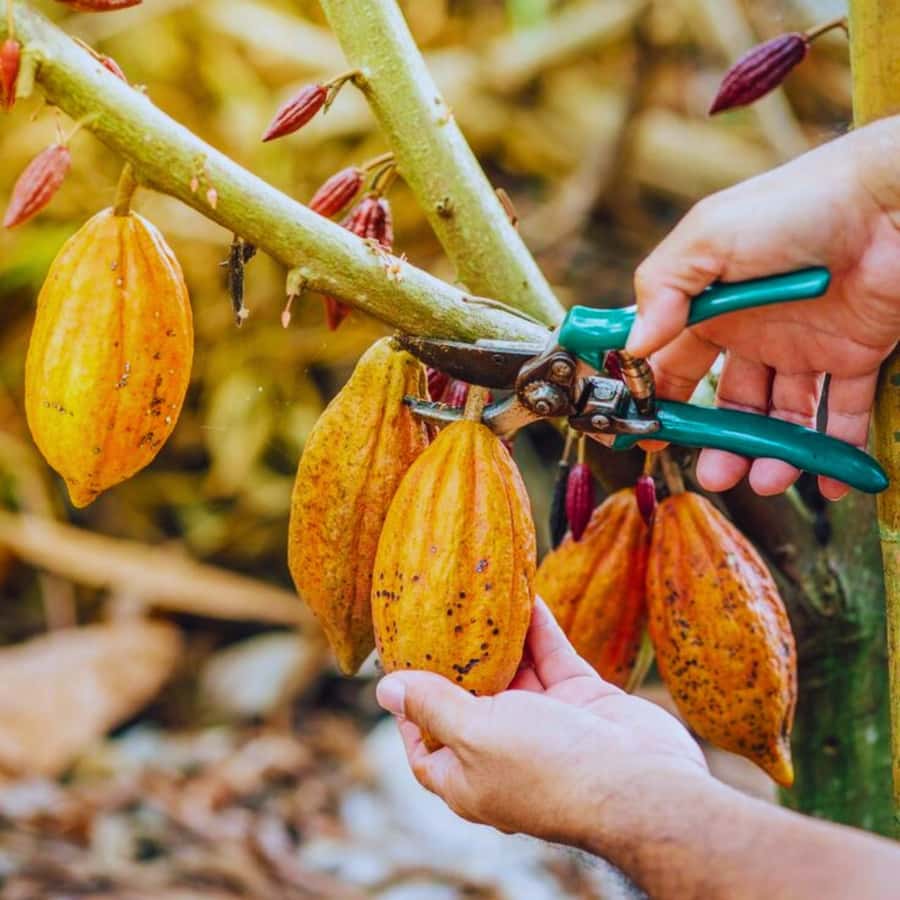 Coffee, Cocoa and Trekking Tour in Minca: Nature, Crops and Production - Why this coffee and cocoa trek in Minca feels different