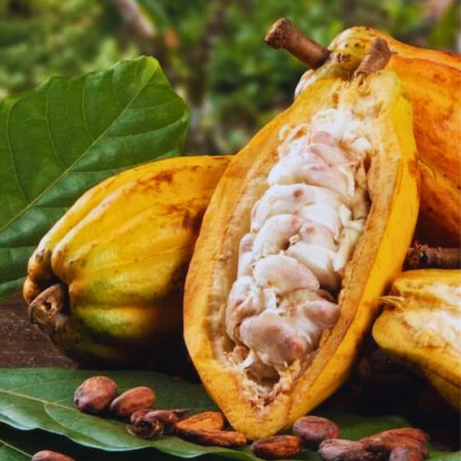 Coffee, Cocoa and Trekking Tour in Minca: Nature, Crops and Production - Stop 4: Finca San Rafael, the production and tasting payoff