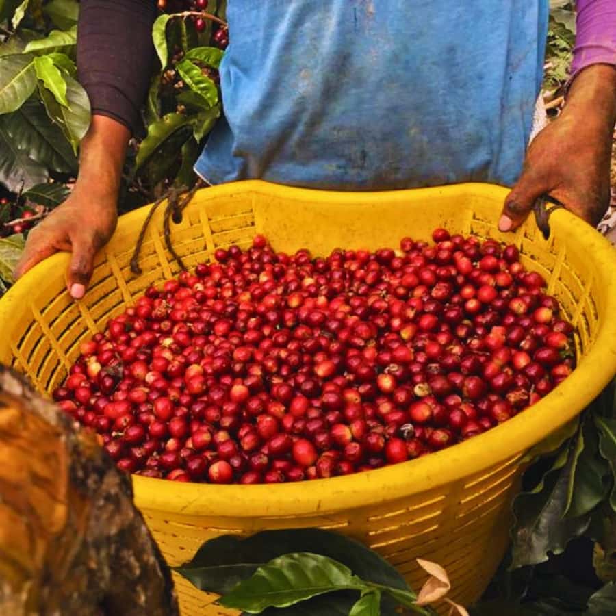 Coffee, Cocoa and Trekking Tour in Minca: Nature, Crops and Production - The sustainable farm lesson: coffee and cocoa from plant to product