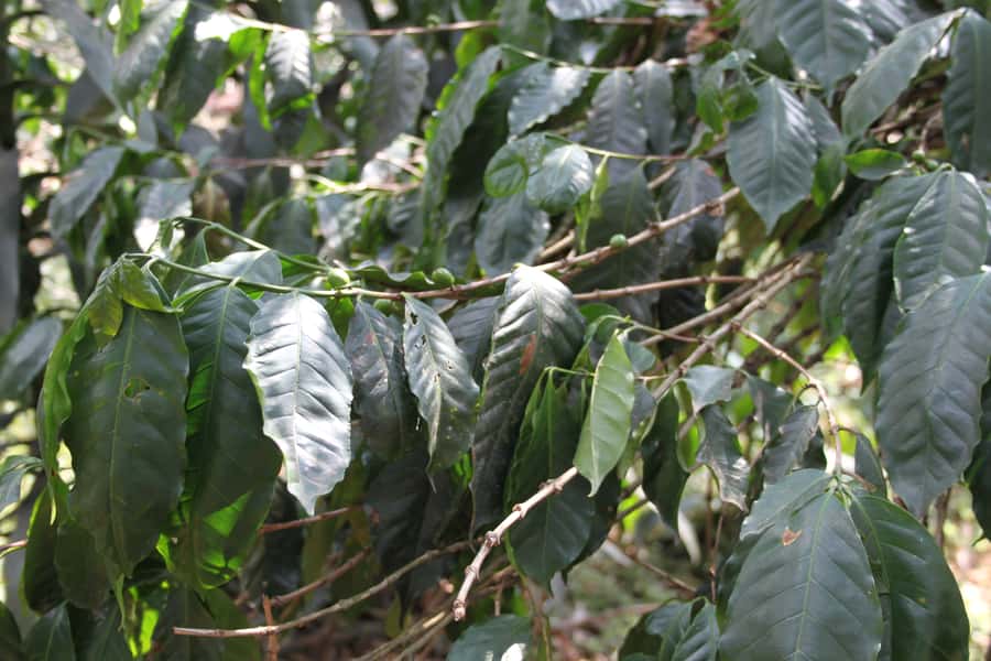 Coffee Experience: Hacienda Coloma Tour from Bogotá - Traditional Coffee Preparation and Tasting: The Payoff Moment