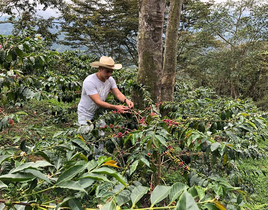 Coffee Farm and Salento Walking Tour - Key things you’ll notice