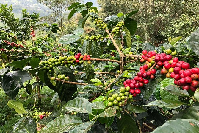 Coffee Farm and Salento Walking Tour - Coffee farm at Luger: what the hands-on tour feels like