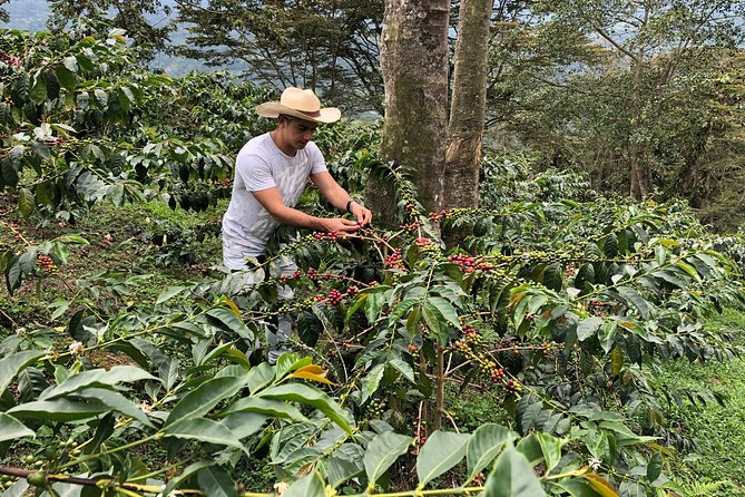 Coffee Farm and Salento Walking Tour - Private transport and a 5-hour schedule that actually fits