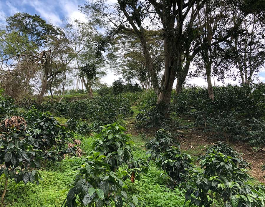 Coffee Farm and Salento Walking Tour - Price and value: is $93 per person worth it?