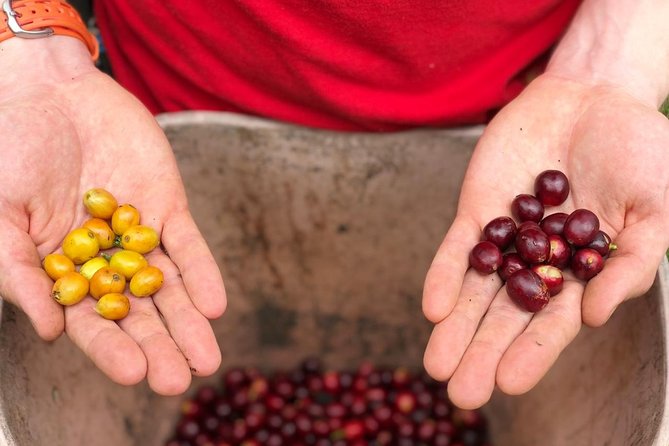 Coffee Farm and Salento Walking Tour - From seeds to roasting, here’s what you’ll do on the plantation