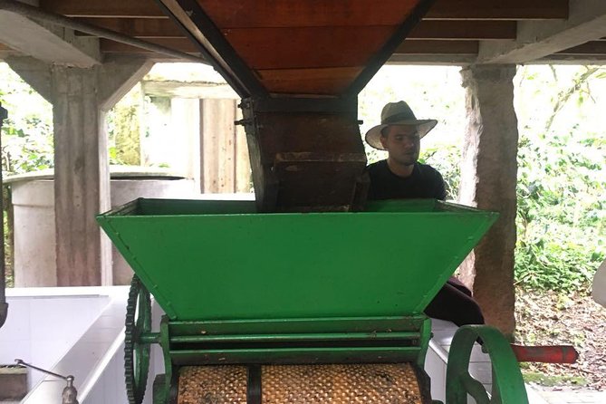 Coffee Farm Experience Private Day Tour - Tour pace, group size, and why private matters