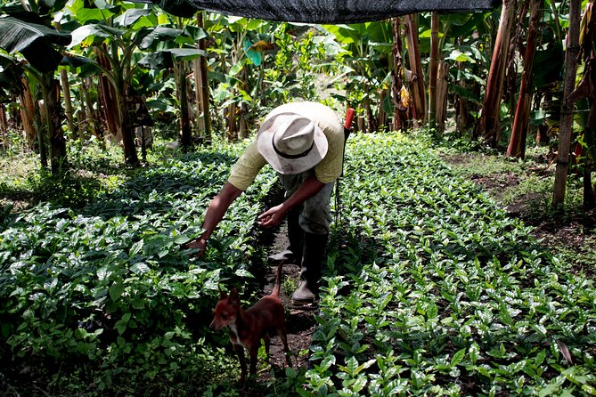 Coffee Tour. - From Finca Lusitania to the Cup: The 3-Hour Flow