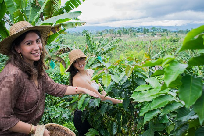 Coffee Tour. - Plantation Walk: Planting, Growing, and What Makes Coffee Special