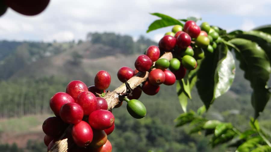 Coffee Tour at Finca El Ocaso Salento: Traditional Spanish Farm - Inside the Mill: Hopper, Pulper, Drying, and Storage