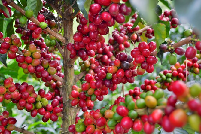 Coffee Tour at the Finca del Café - What the Tasting Teaches You (And Why That Matters)