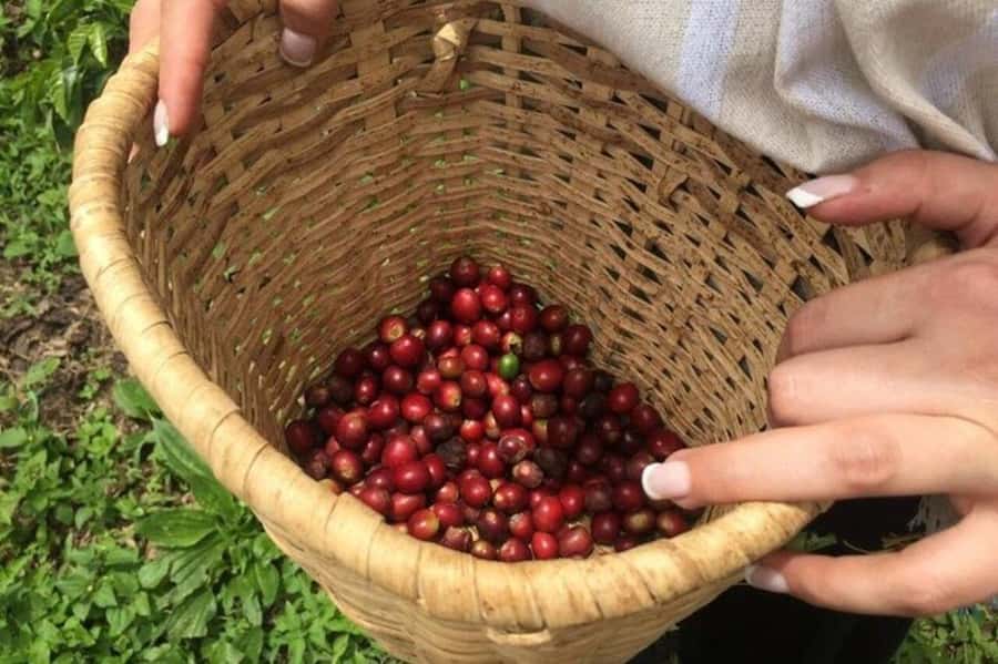 Coffee Tour from Medellin with Lunch and Coffee Tasting - San Sebastián de Palmitas: a quick trip out of Medellín, into coffee country