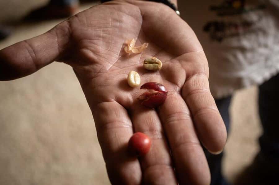 Coffee Tour from Medellin with Lunch and Coffee Tasting - Entering the coffee process with Carlos Valle at the center