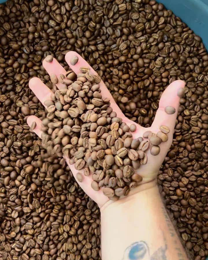 Coffee Tour Salento-Ocaso Farm- English Tour - Coffee tour at Finca El Ocaso: what the 1.5 hours really covers
