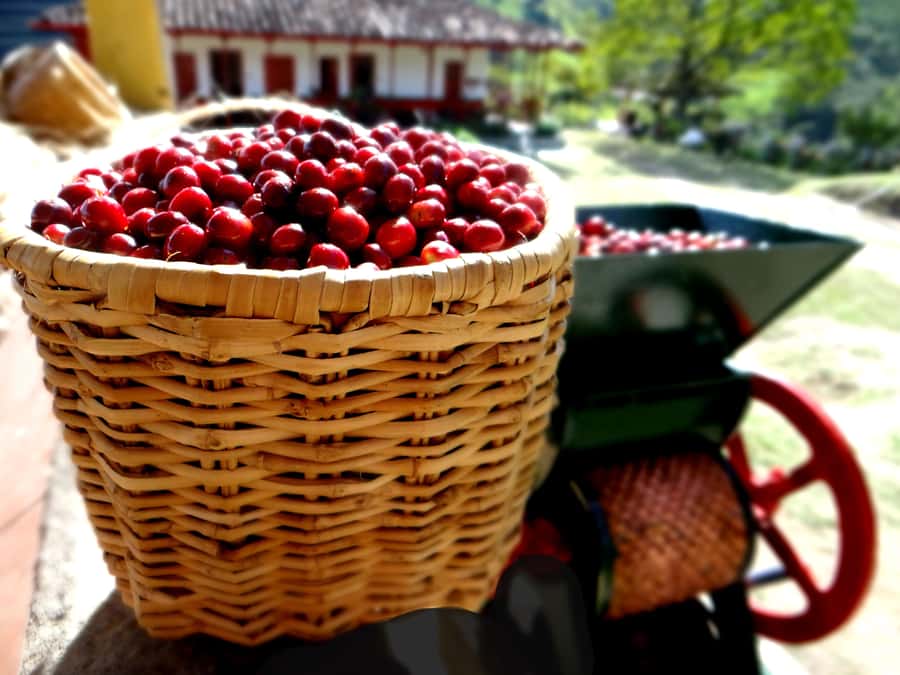 Coffee Tour Salento-Ocaso Farm- English Tour - Harvesting, sowing, and learning the rhythm of picking