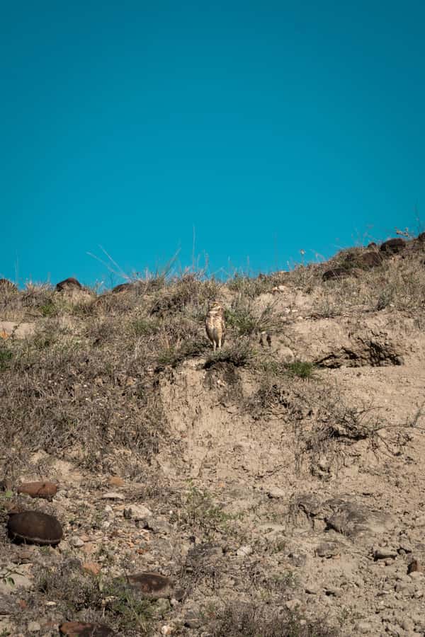 Community tour Biodiversity Latatacoa Desert Villavieja - The Backpackers Neiva nature reserve: cacti you can actually explain