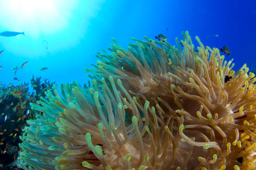Diving Santa Marta & Tayrona for Certified Divers (2 tanks) - A short day in Santa Marta, with real underwater time