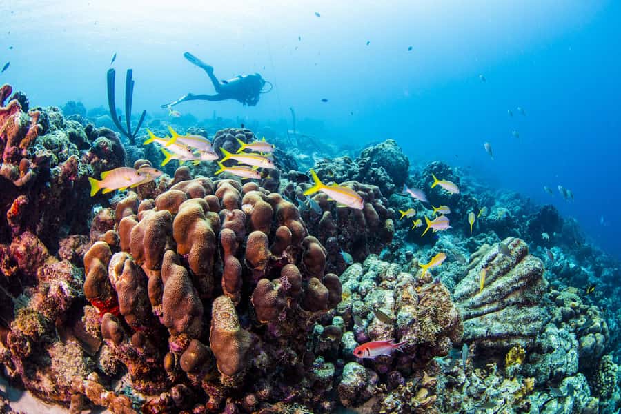 Diving Santa Marta & Tayrona for Certified Divers (2 tanks) - Scuba Carolina gear, sizing, and why it matters more than you think