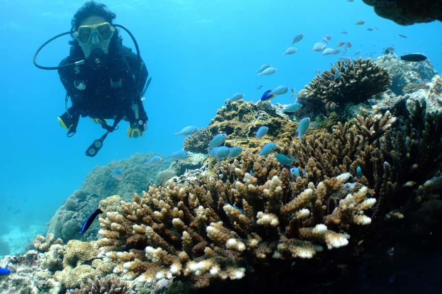 Diving Santa Marta & Tayrona for Certified Divers (2 tanks) - What’s included, what’s not, and how $112 breaks down