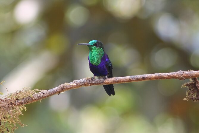 Easy Birdwatching in Cali Colombia (4 Hours) - Quick Highlights
