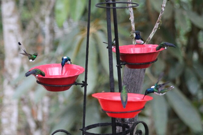 Easy Birdwatching in Cali Colombia (4 Hours) - The Ride Into the Western Andes, Cloud Forest Views, and the Unpaved Stretch