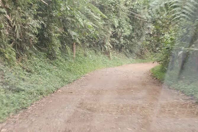 Easy Birdwatching in Cali Colombia (4 Hours) - Coffee, Bilingual Bird Talk, and the Ecosystem Around You