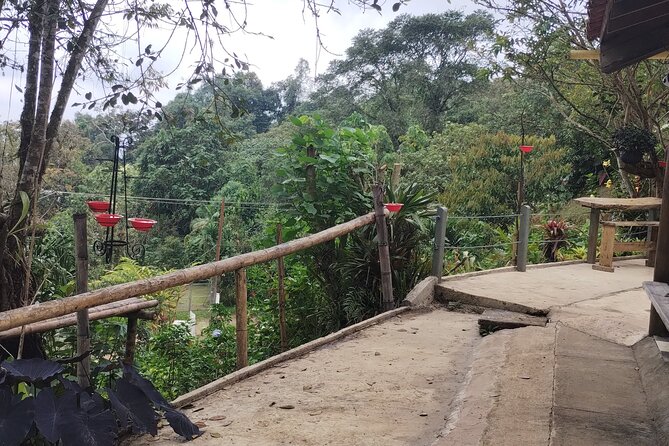 Easy Birdwatching in Cali Colombia (4 Hours) - Beyond Hummingbirds: Fruit Feeders and Other Tropical Birds