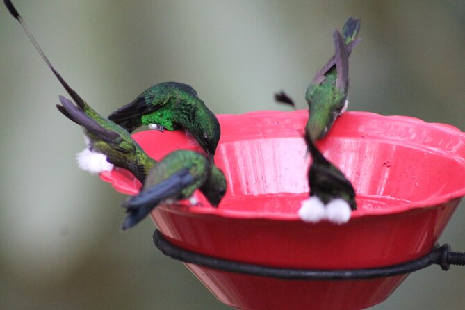 Easy Birdwatching in Cali Colombia (4 Hours) - At the Sanctuary: Dozens of Wild Hummingbirds at Natural Feeders