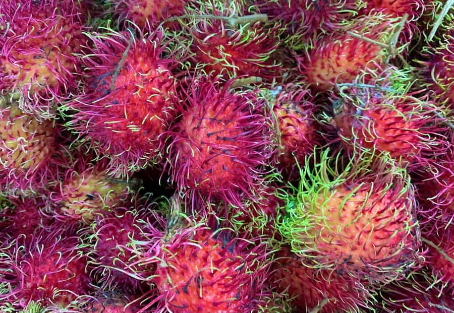Essential Fruit Experience - What to wear and bring so the market part is painless