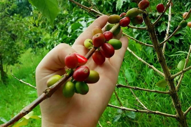 Exclusive Coffee Experience:Tour from Bogotá - Practical Tips for a Smooth Day (Based on Real Logistics)