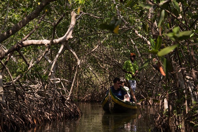 Explore La Boquilla’s Mangrove Tunnels with Local Fishermen - Ciénaga de la Virgen: paddling living arches of mangrove roots