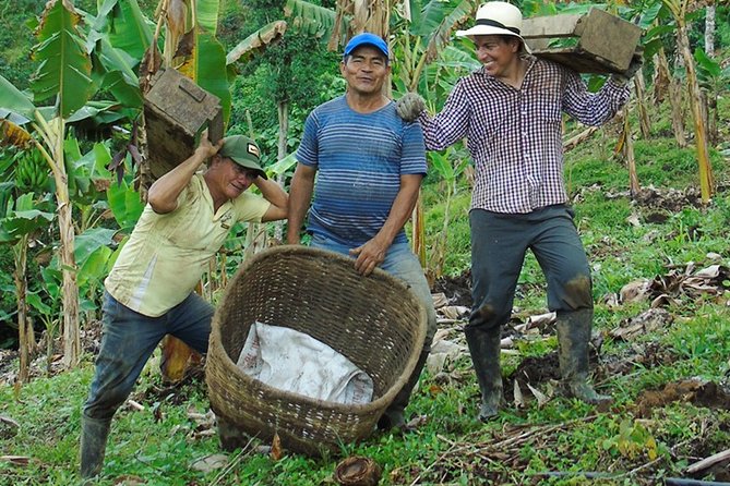 Explore the Coffee Process_From Tree to Cup & Fun by Jeep - Jeep Ride and Coffee Country Above Pereira