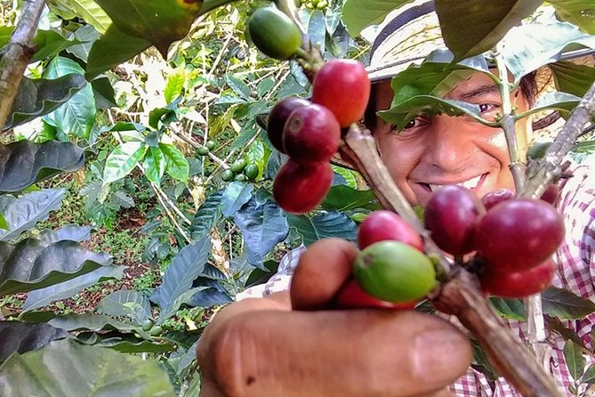Explore the Coffee Process_From Tree to Cup & Fun by Jeep - The Tree-to-Cup Lesson, Run by Elizabeth and Arvey