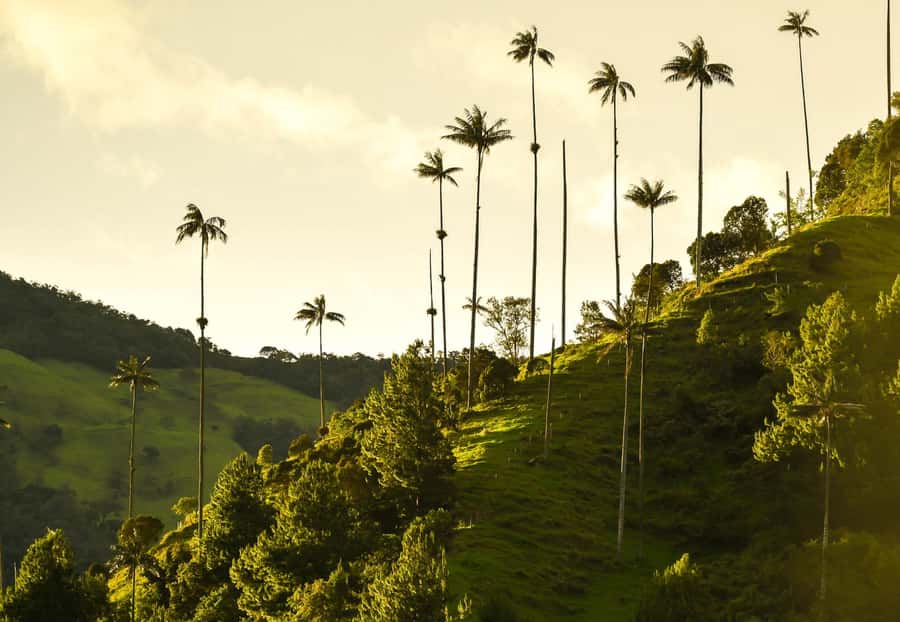 Filandia, Salento and Cocora Valley Private Tour - The Coffee Triangle mini lesson that makes the towns make more sense