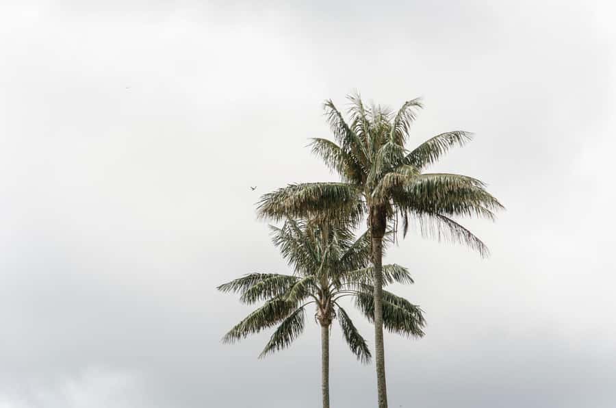 Filandia, Salento and Cocora Valley Private Tour - Who should book this private Cocora, Salento, and Filandia day